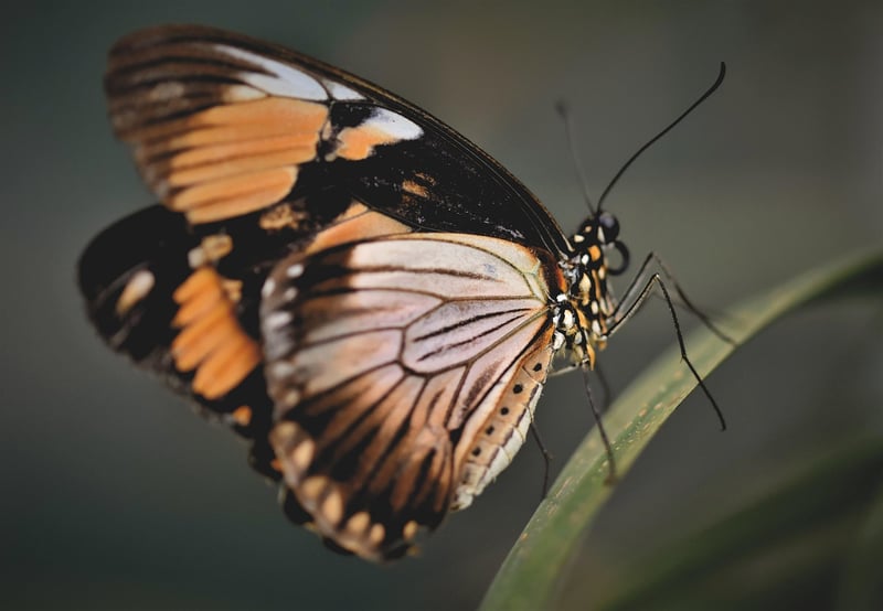 Butterfly Effect Tours